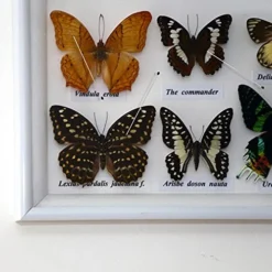 Baluue Wedding Decor Wedding Decor Wedding Decor 200Pcs Stainless Steel Specimen Entomology Dissection Collections Needle For School Collectors Wedding Stuff Wedding Stuff Wedding Stuff -Amazon Basics Furniture Shop 51exSXS7jMS